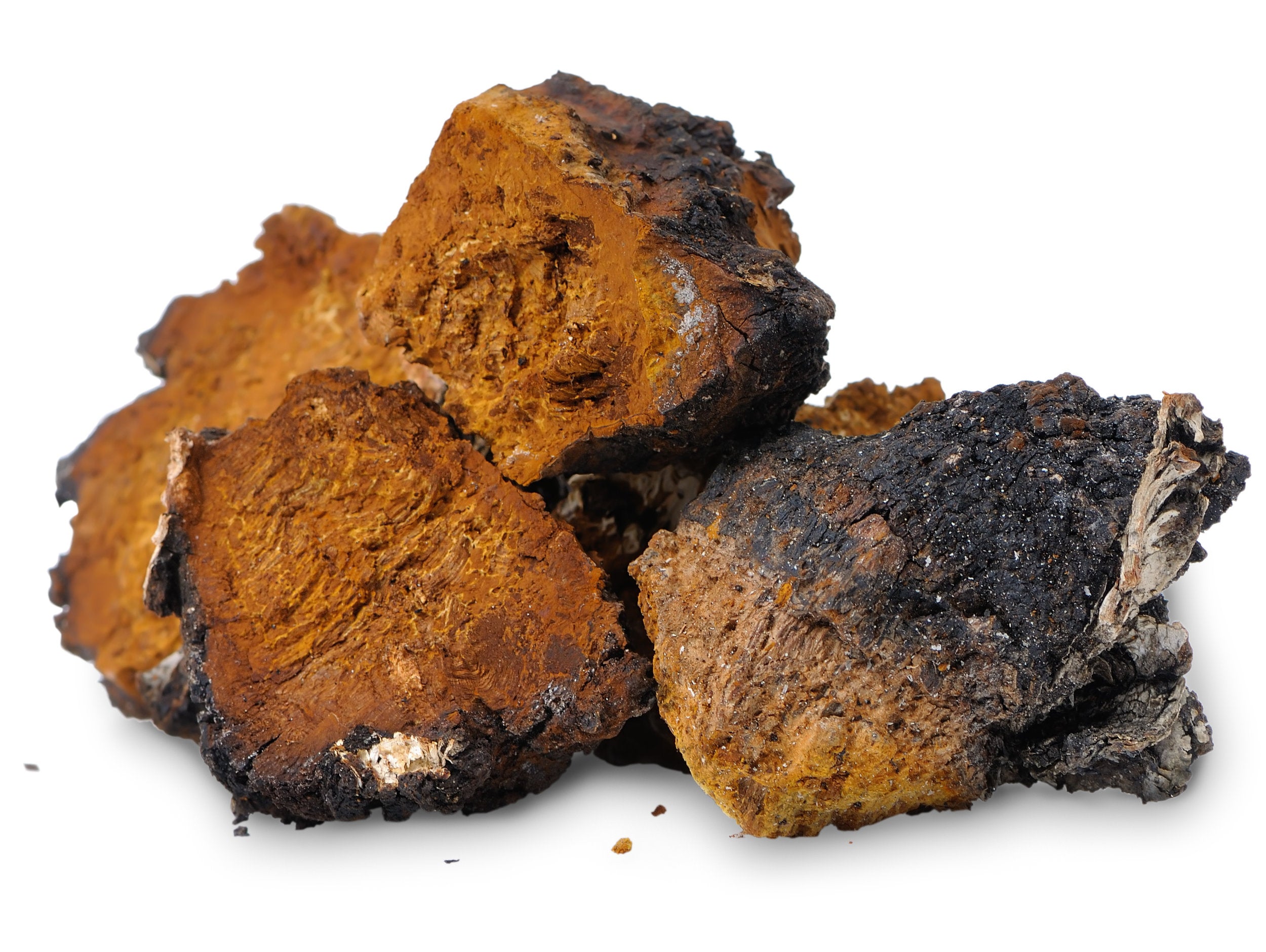 Medicinal Mushrooms | Chaga