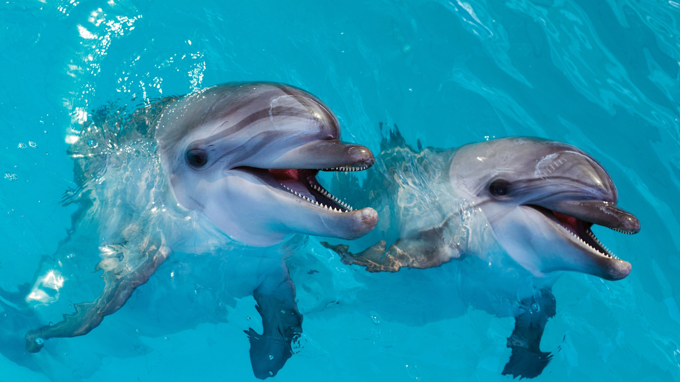 A New Endocannabinoid? | A Look Into PDC