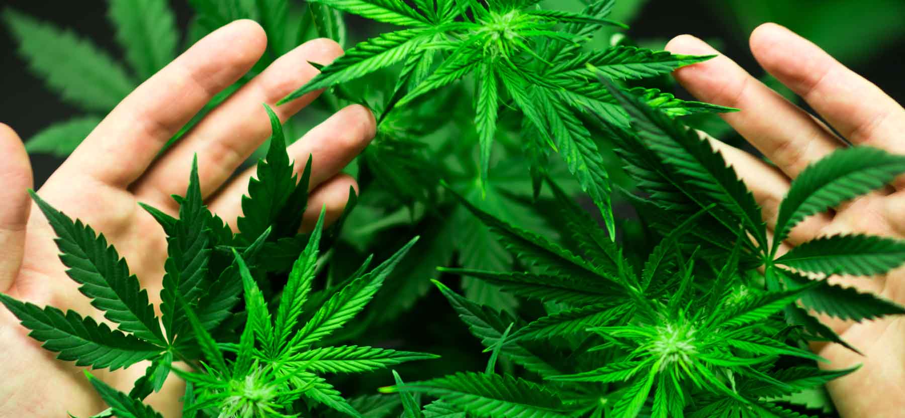 Frequently Asked Questions with Dr. Swathi - FAQ #3: What is The Difference Between Hemp and Marijuana?