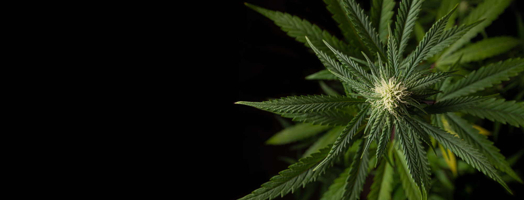 Frequently Asked Questions with Dr. Swathi - FAQ #4: What Is THC?