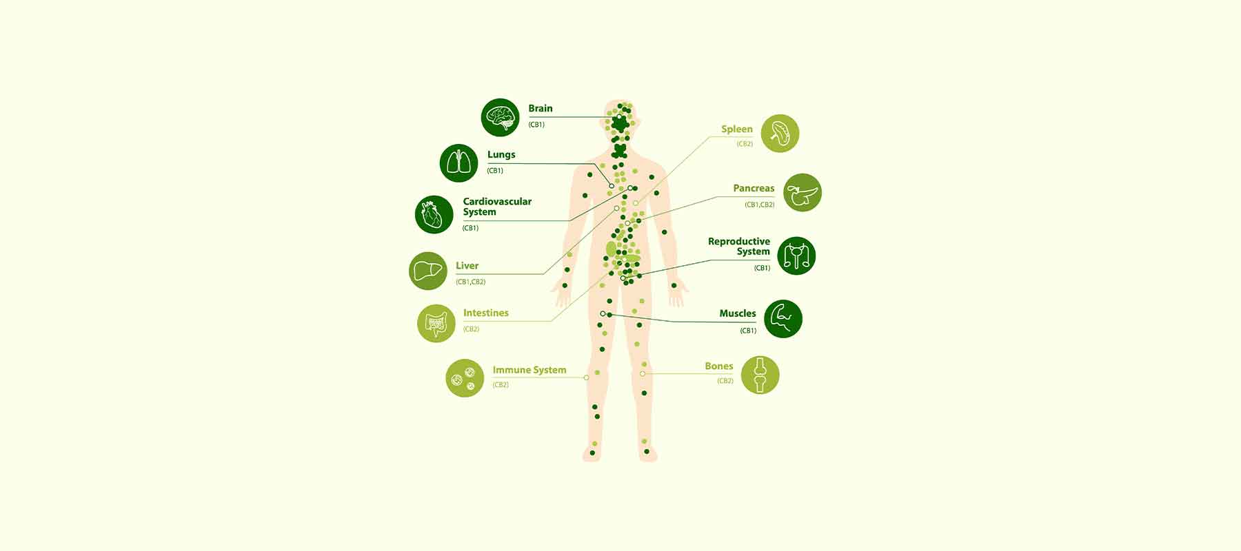 Frequently Asked Questions with Dr. Swathi - FAQ #6: What Is The Endocannabinoid System?