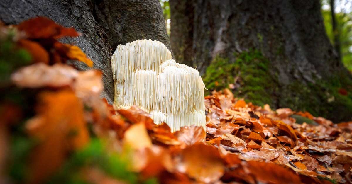 Medicinal Mushrooms | Lion's Mane
