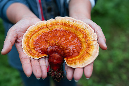 Medicinal Mushrooms | Reishi