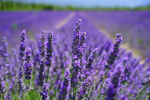 Terpenes 101 | Linalool