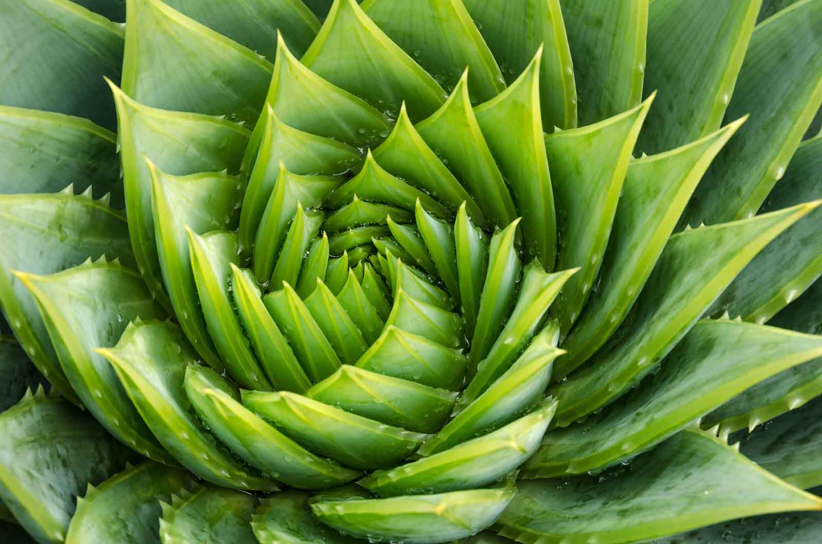 Aloe Vera | The Miracle Plant