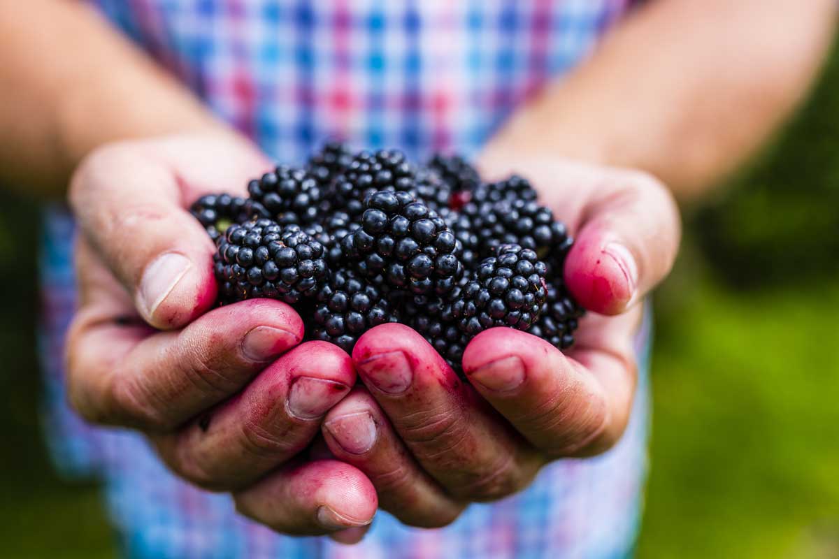 Green Entrepreneur | Why Your Endocannabinoid System Loves Blackberries