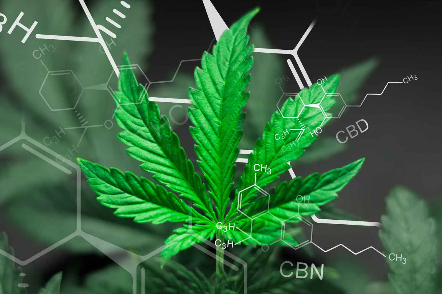 What's the Difference? | CBD vs. CBN