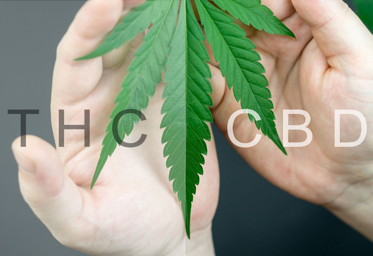 What's the Difference? | CBD vs. THC – Part I