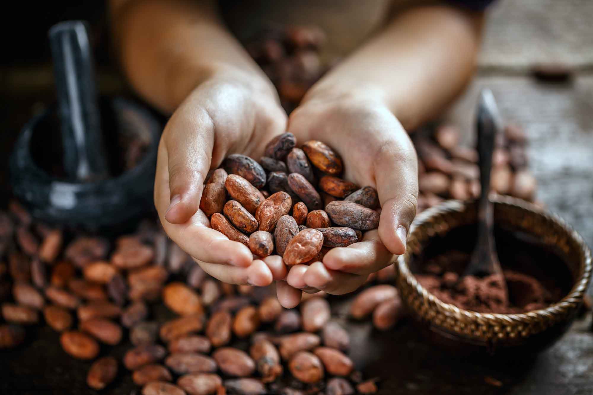 Cacao | Nature’s Chocolate
