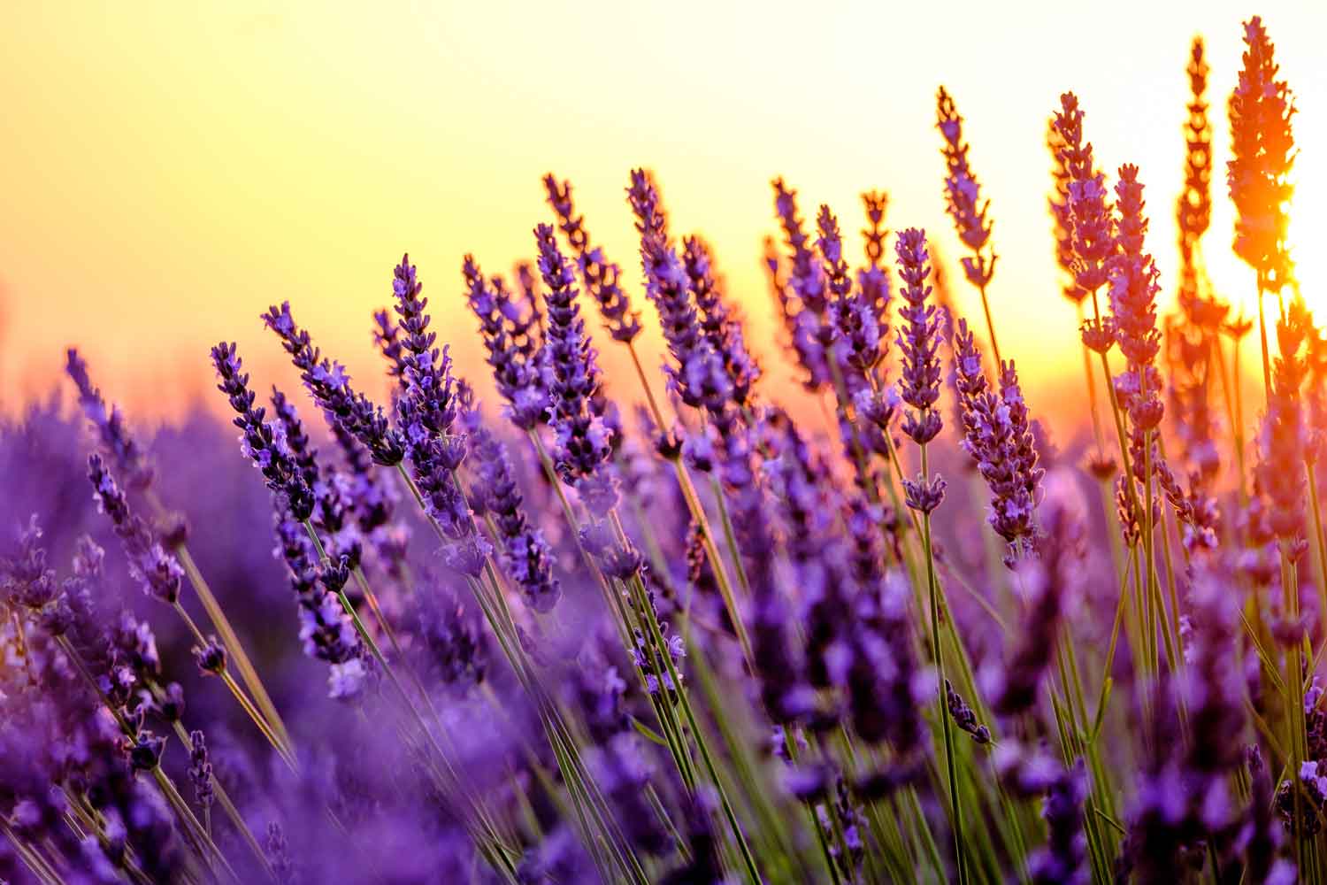 Lavender | Benefits, Uses, & Side Effects