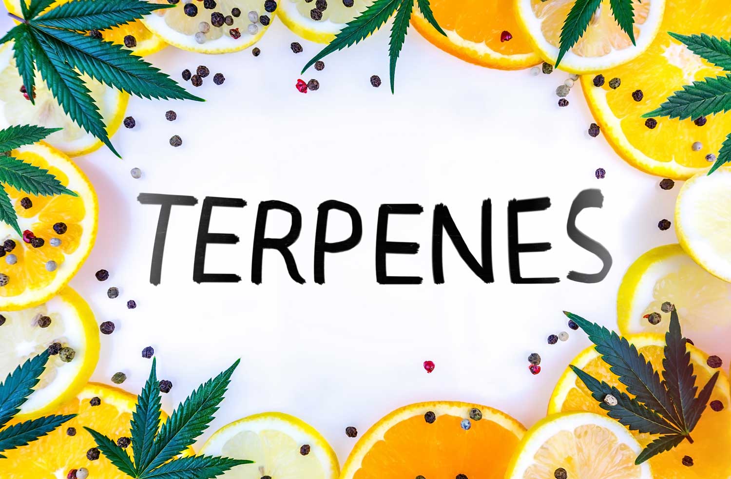 Terpenes 101